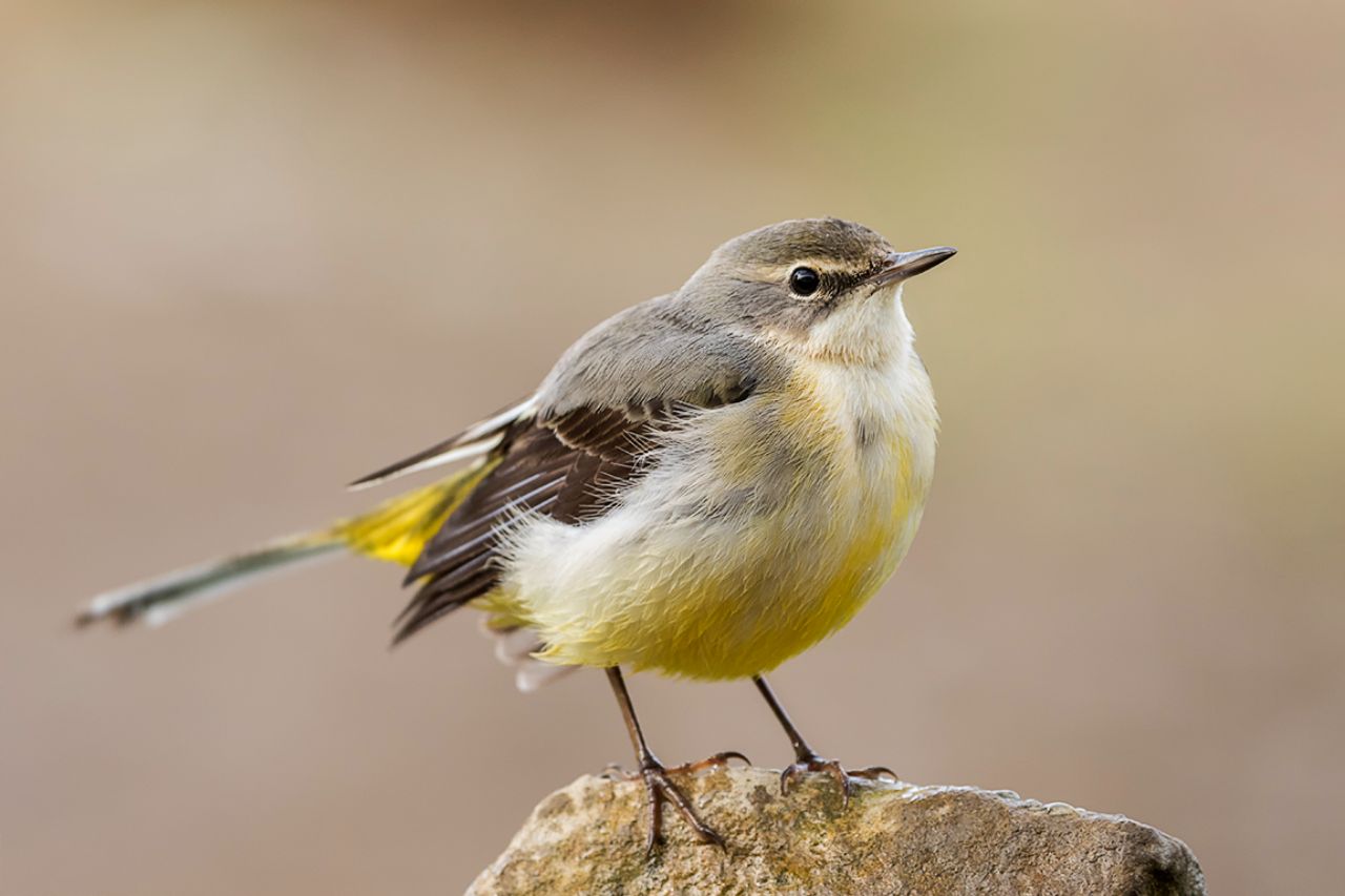 Lavandera cascadeña