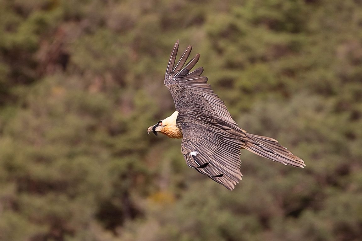 Quebrantahuesos adulto en vuelo