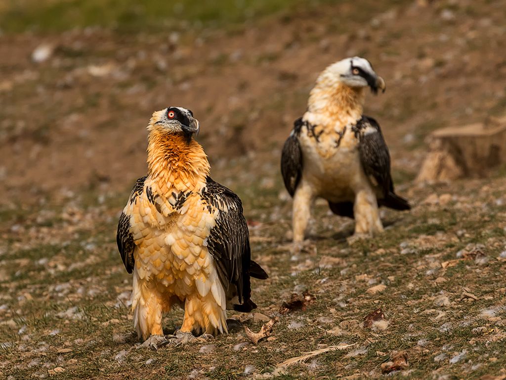 Bien coloridos tras el baño ferruginoso