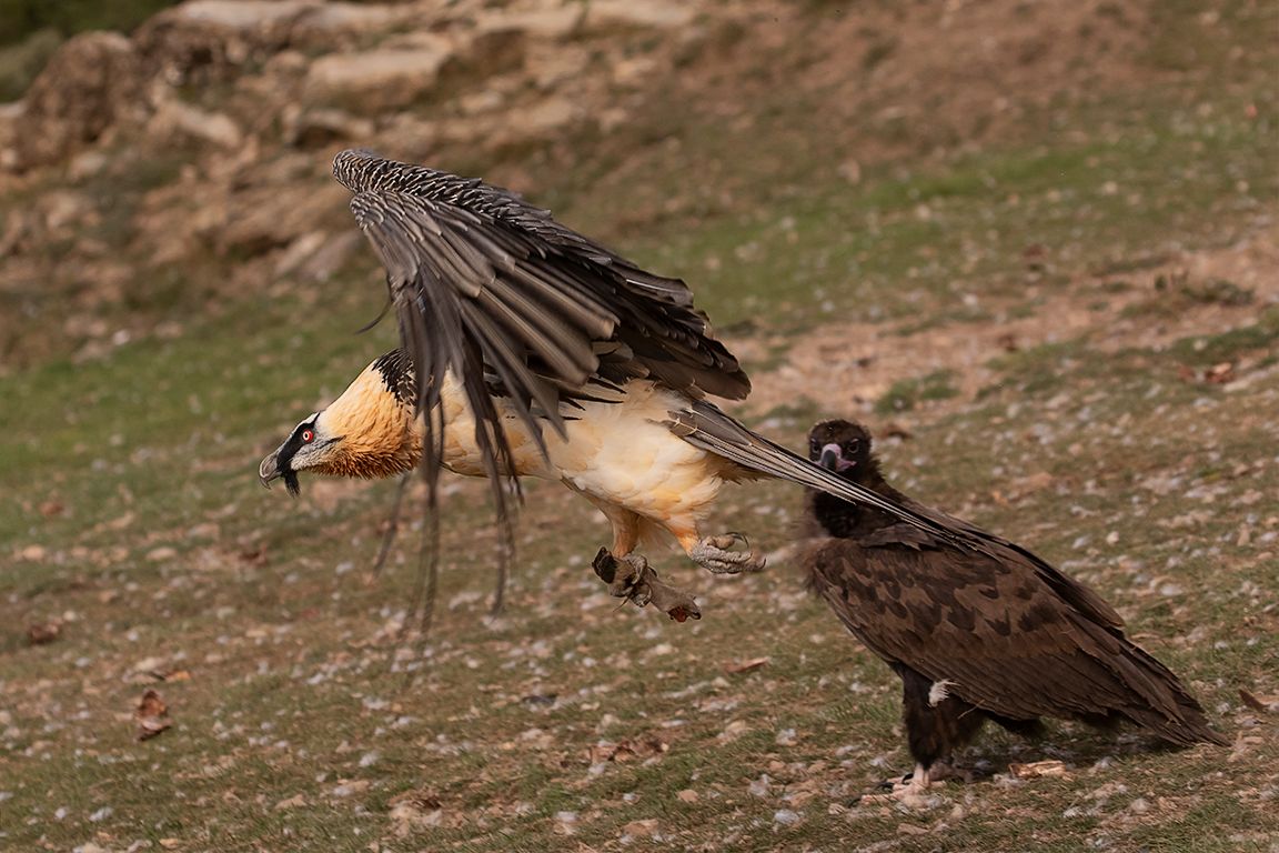 Coge el hueso y vuela!