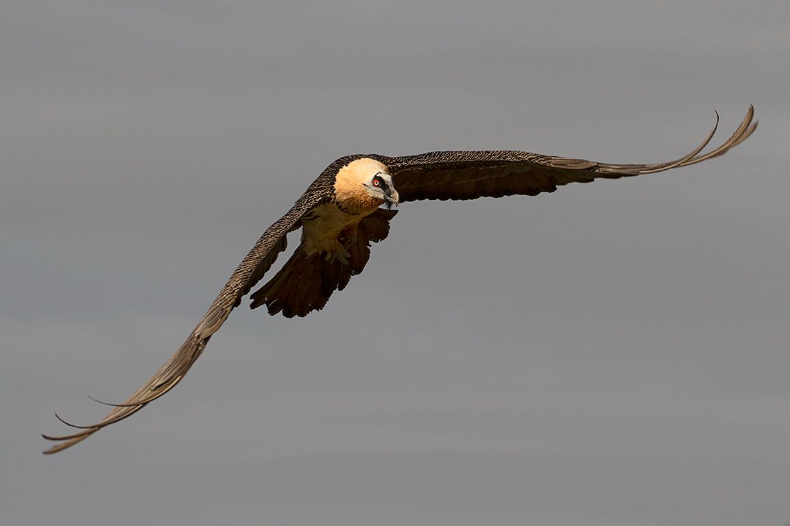 Quebrantahuesos adulto en vuelo