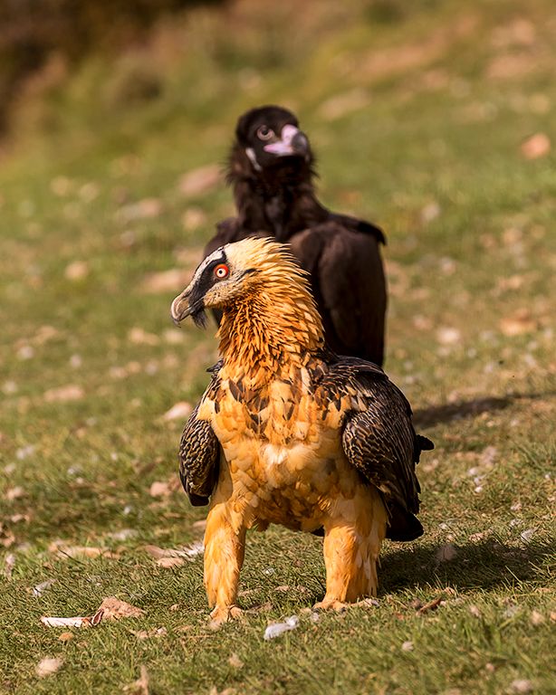 Quebranta y buitre negro