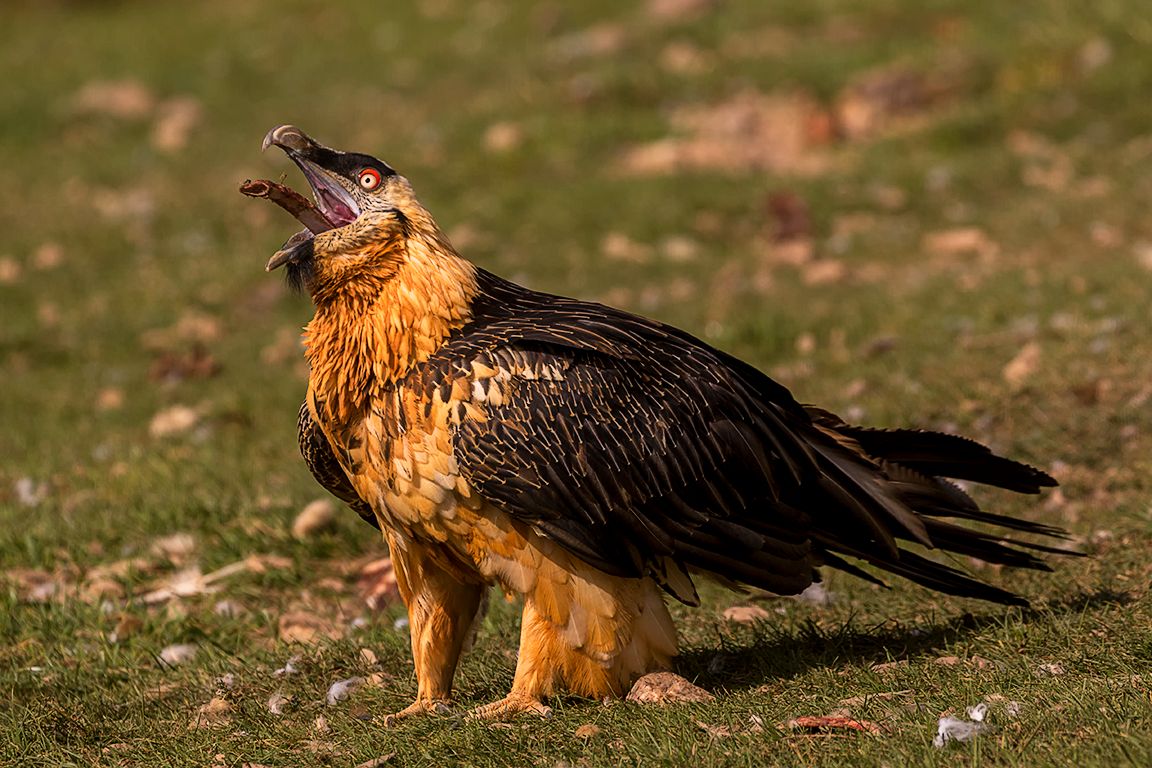 Increíble cómo engullen los huesos