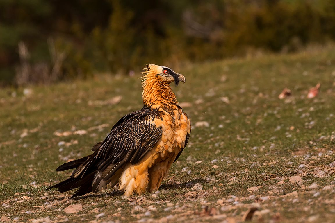 7 años hasta ser adulto