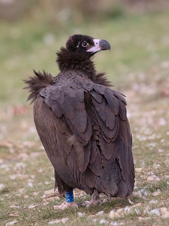 El buitre negro está en fase de reintroducción en el pirineo leridano
