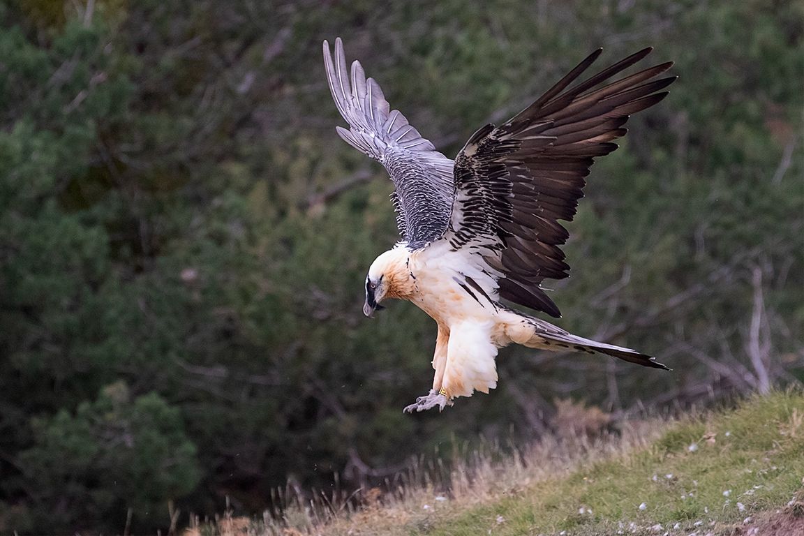 Ejemplar de tonalidad clara