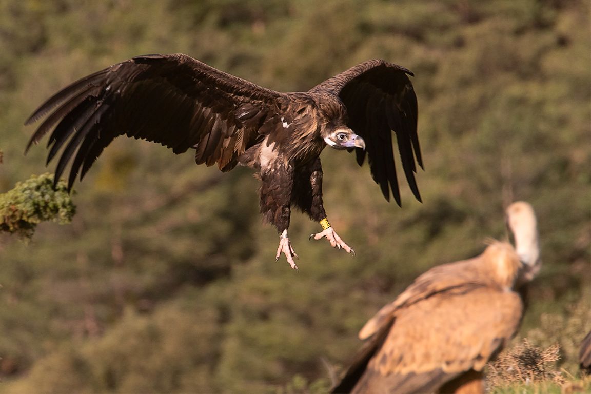 La llegada del negro