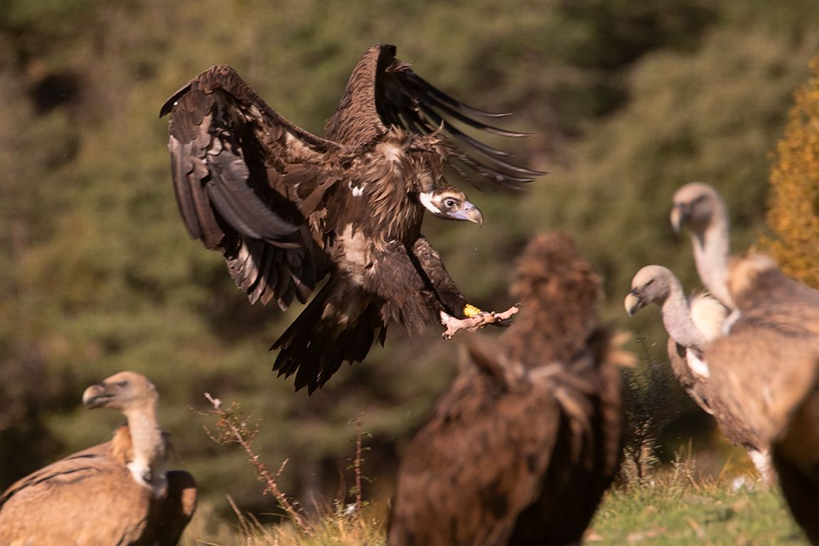 La llegada del negro
