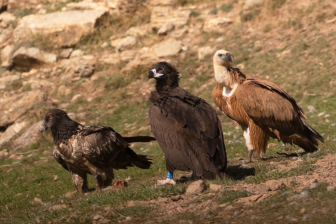 Sólo el alimoche faltaba