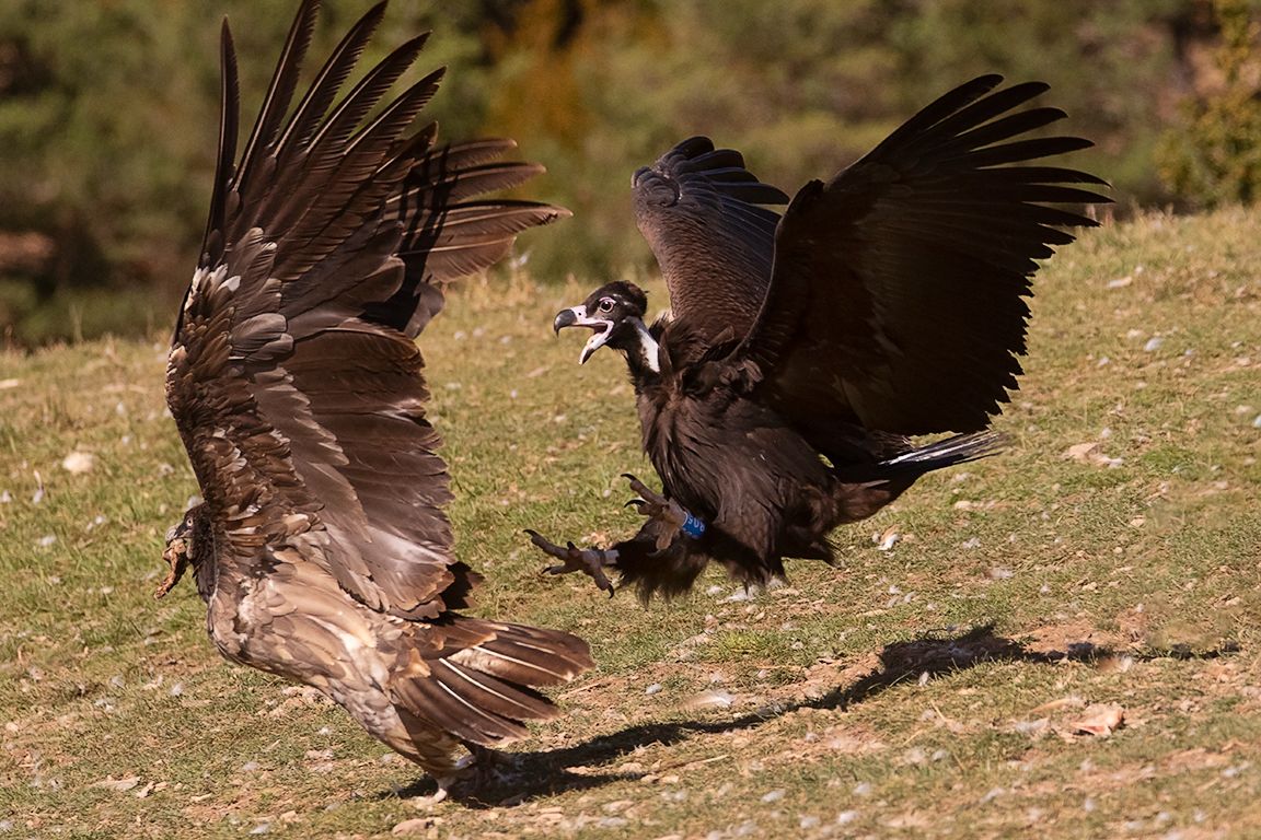 El mal genio del negro