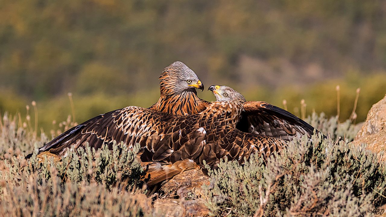 Milano negro vs real