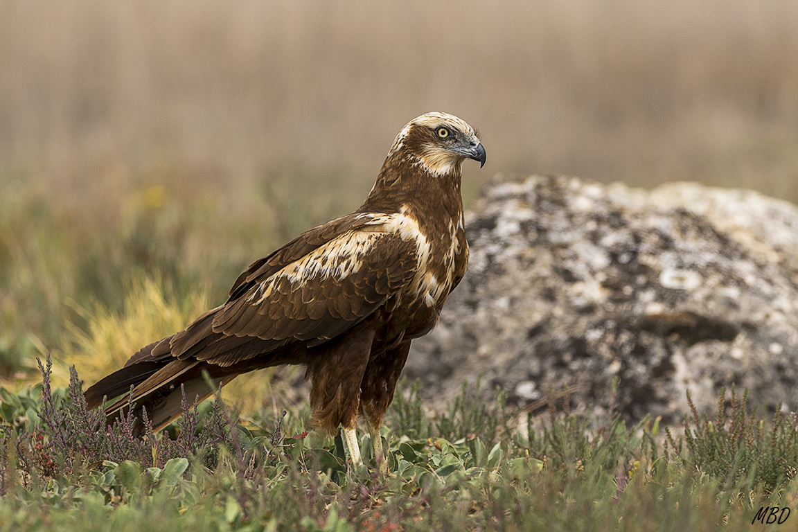 Primera visita de la hembra