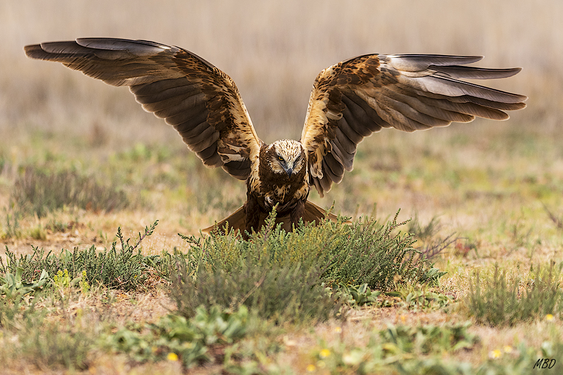 Cuando despliega las alas se hace enorme