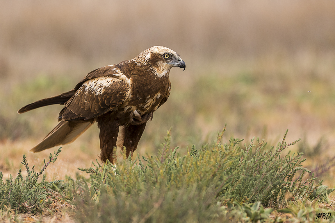 Primera visita de la hembra