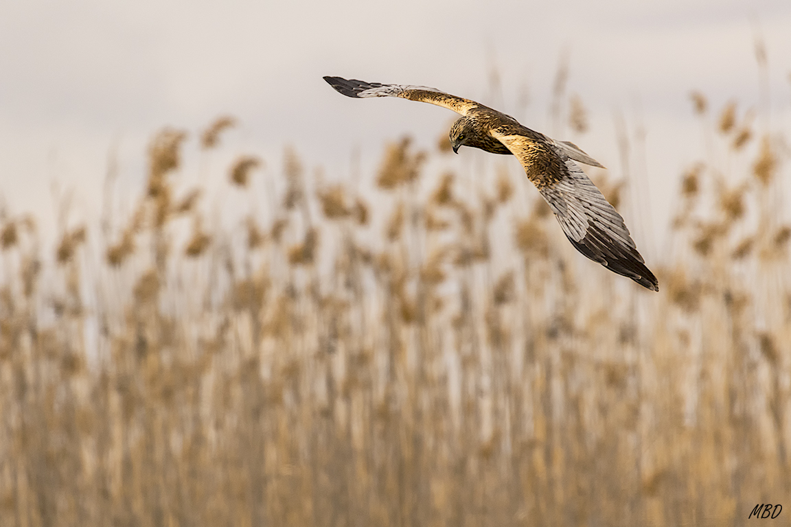 Al fondo los carrizos donde se desenvuelve