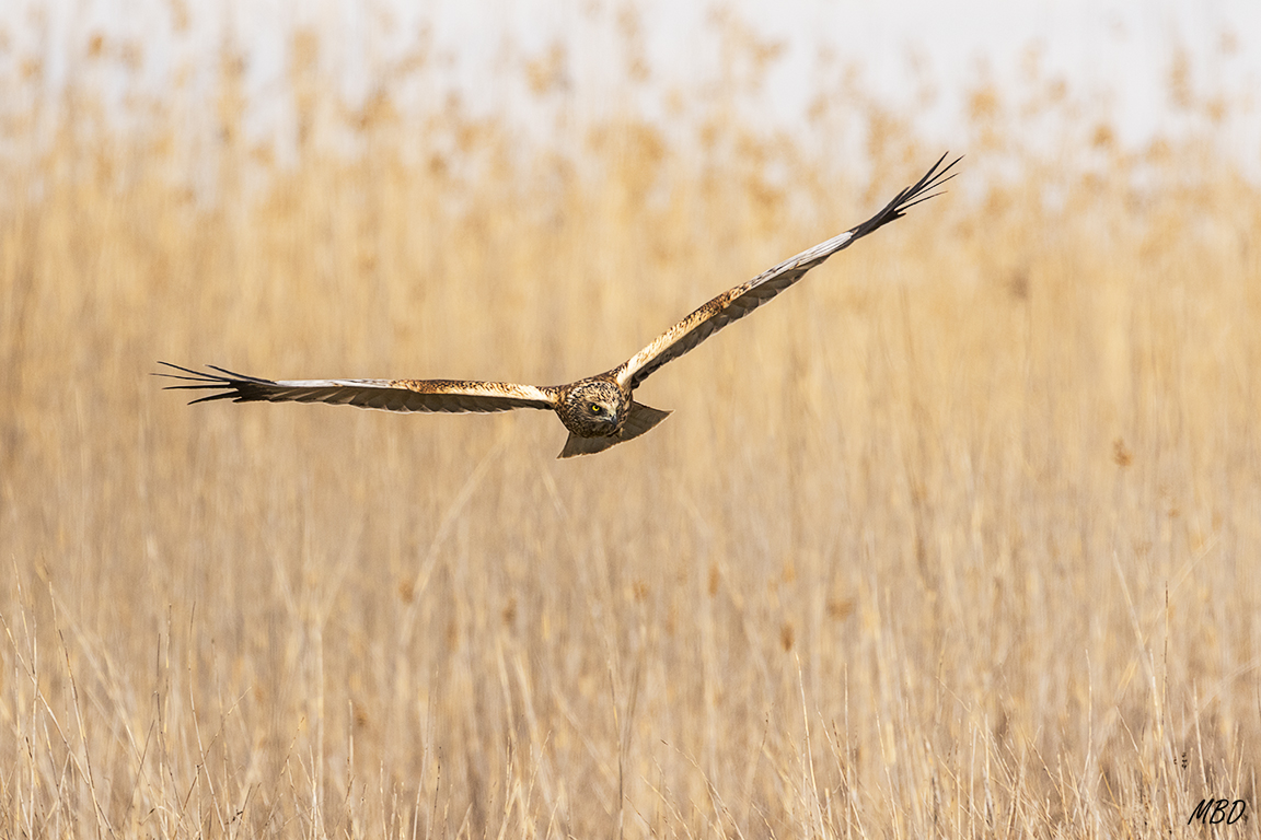 Al fondo los carrizos donde se desenvuelve