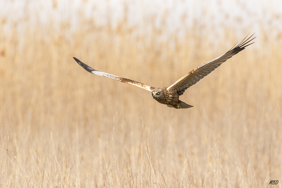 Al fondo los carrizos donde se desenvuelve