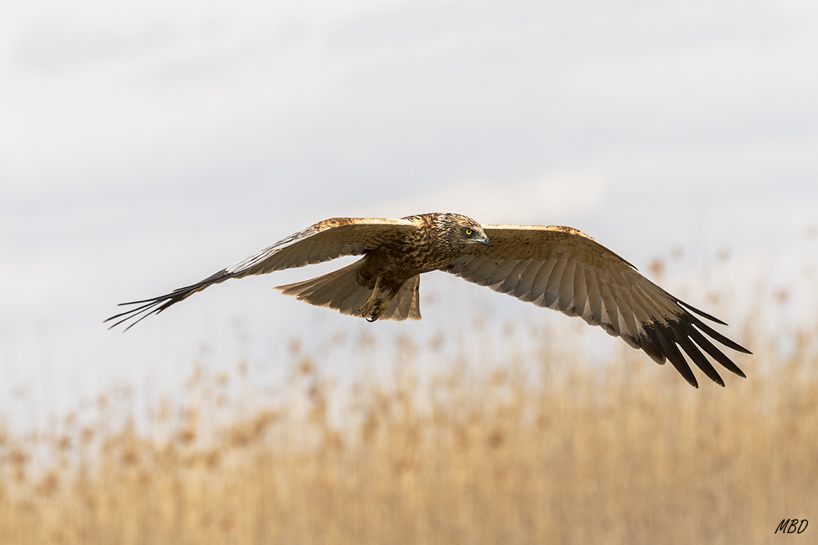 Espectacular su vuelo