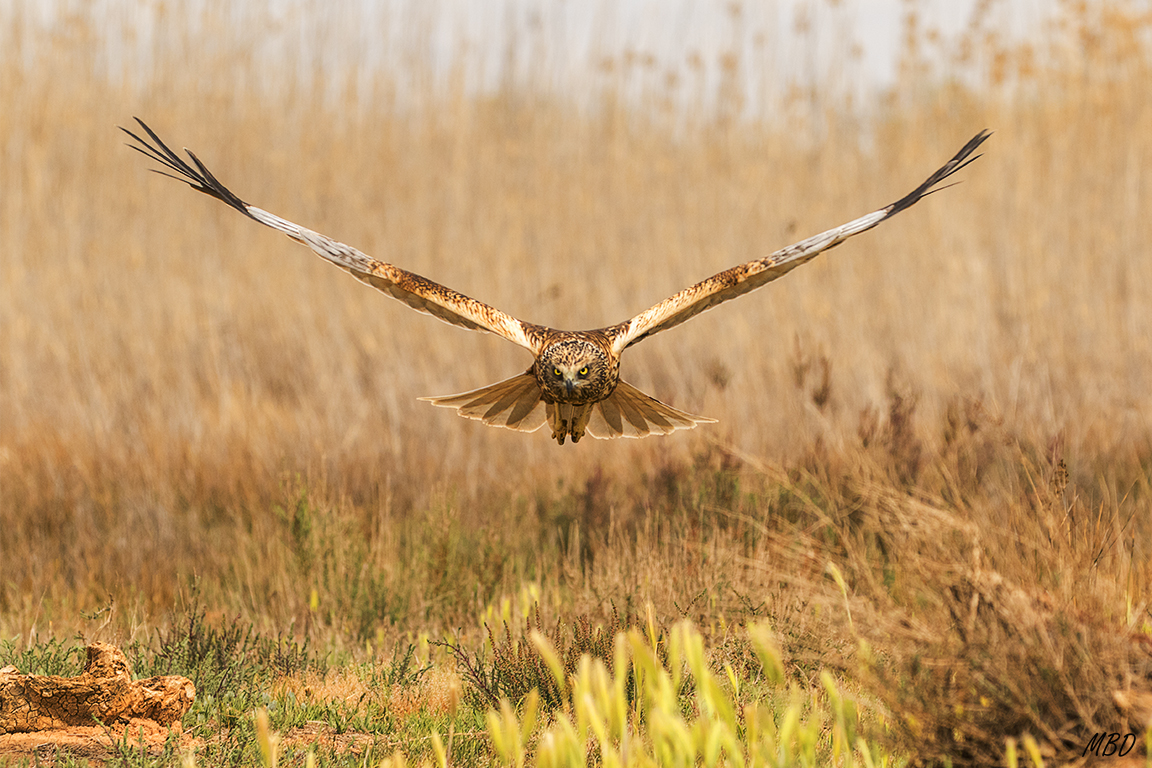 Te hace imaginarte como su presa