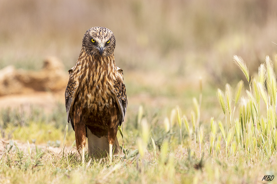 El macho de mirada torva