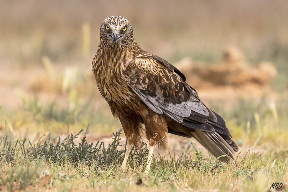 Con cierto aire malévolo
