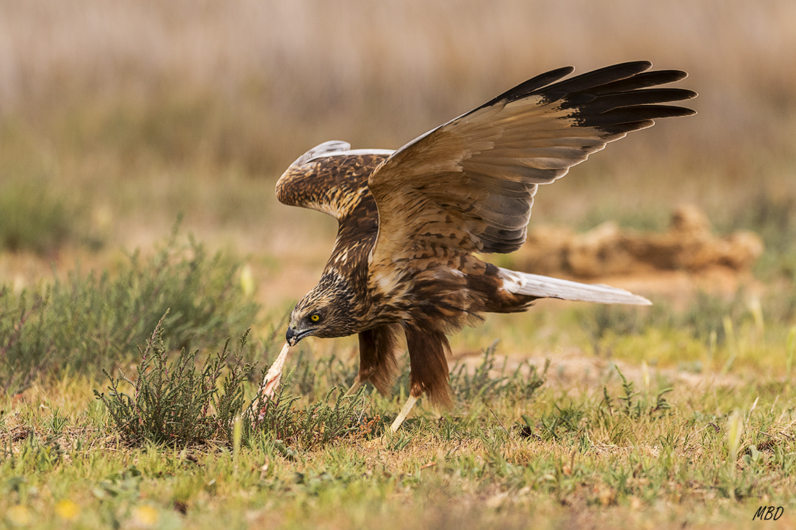 Se esfuerza en dar bocados al cebo