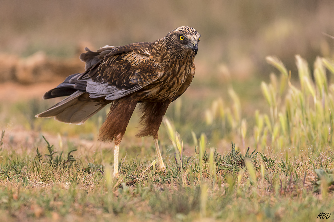Sus largas y finas patas llaman la atención