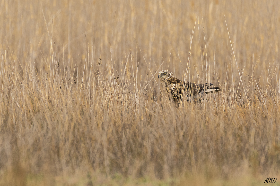 Envuelto en su entorno