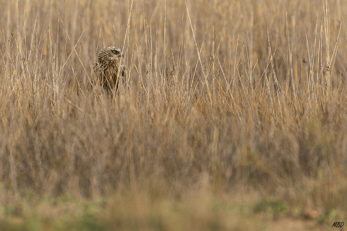 Se perfila entre juncos