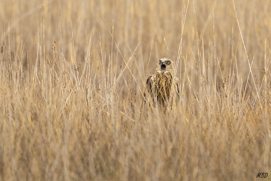 Parece llamar a su pareja