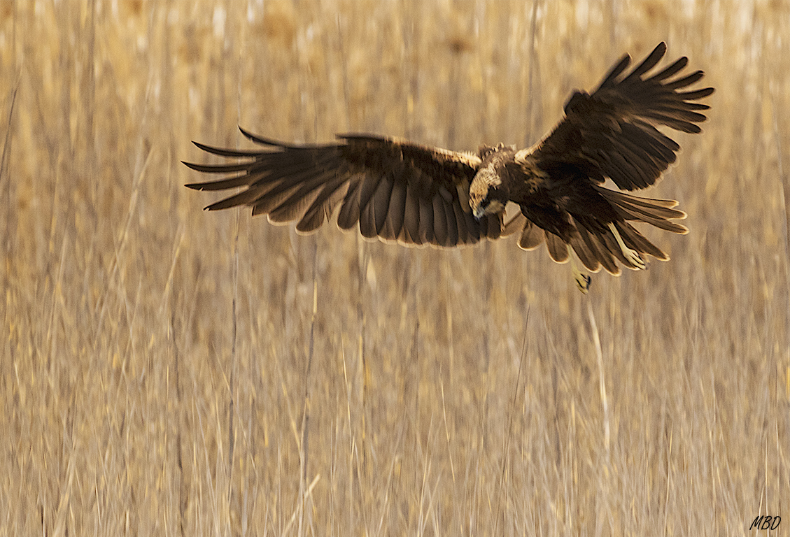 Espectro del carrizal