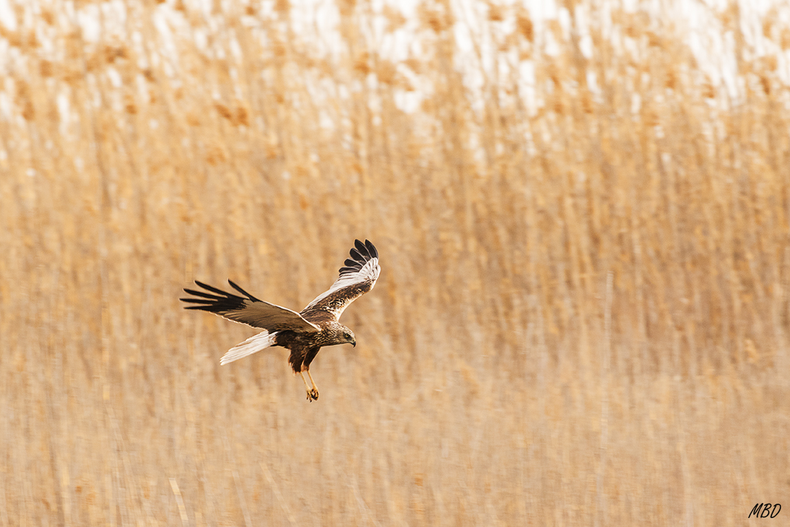 Descendiendo entre juncos