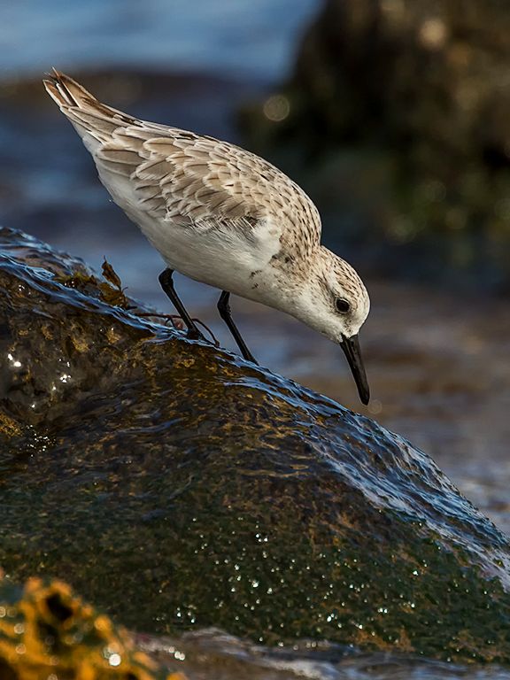 Correlimos tridáctilo