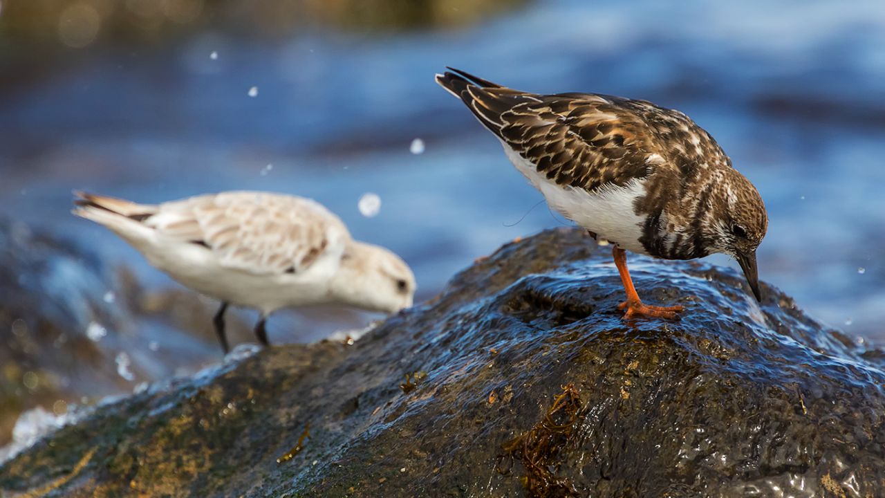 Correlimos tridáctilo y vuelvepiedras