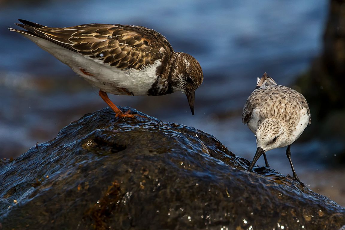 Correlimos tridáctilo y vuelvepiedras
