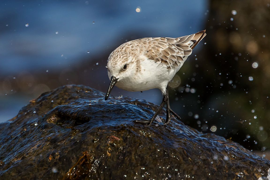 Correlimos tridáctilo