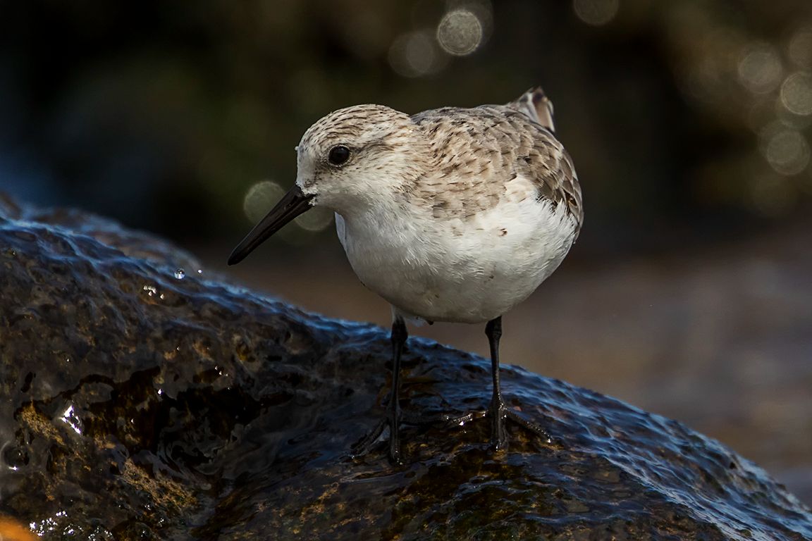 Correlimos tridáctilo