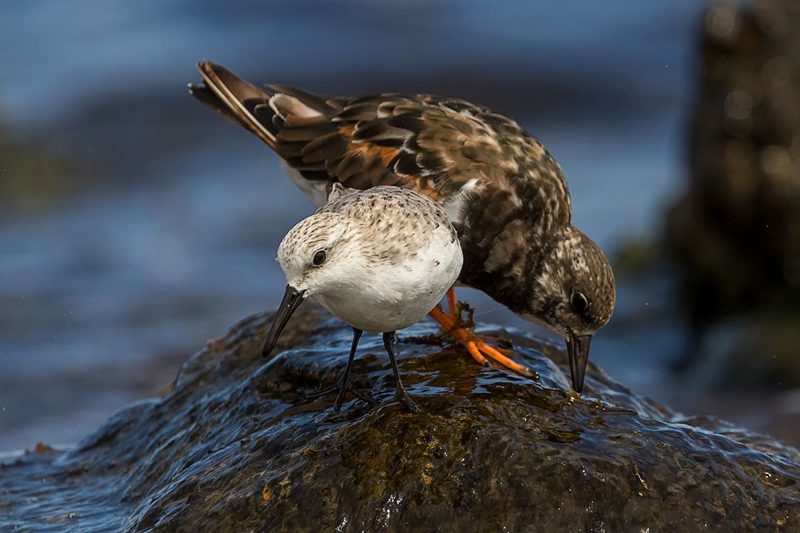 Correlimos tridáctilo y vuelvepiedras