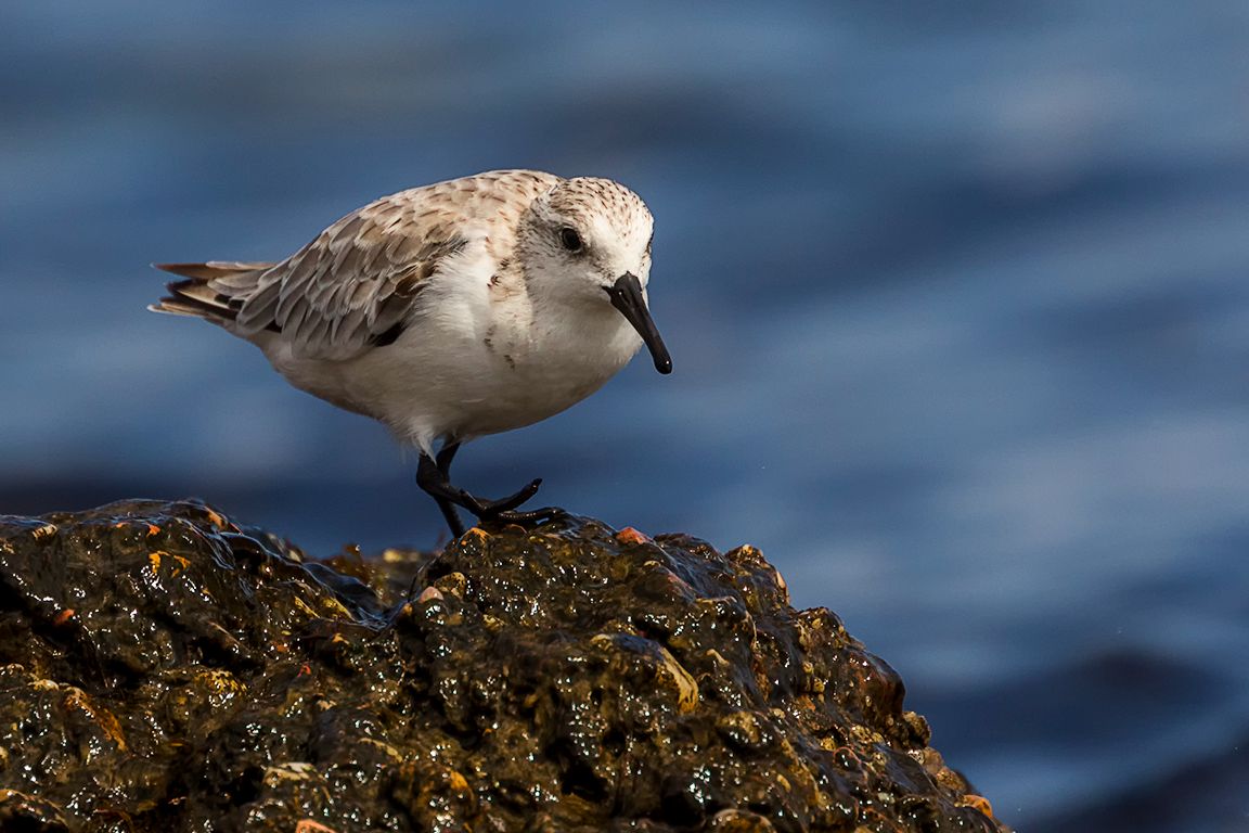 Correlimos tridáctilo