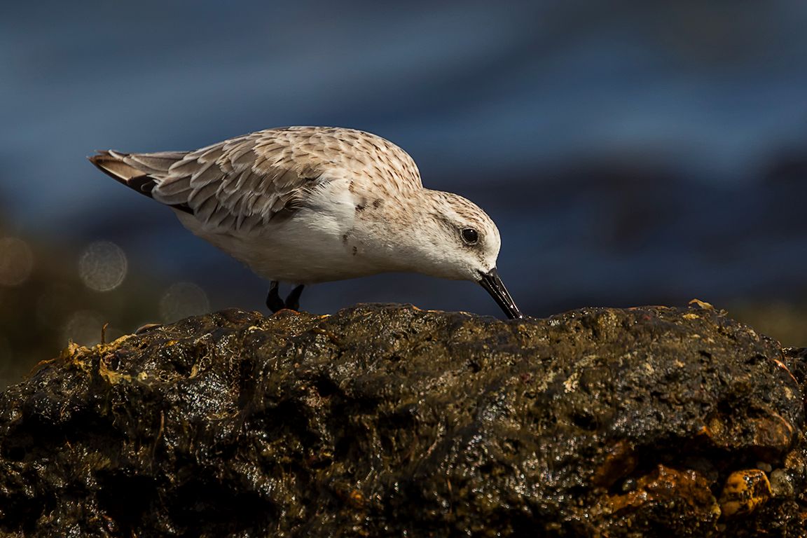 Correlimos tridáctilo