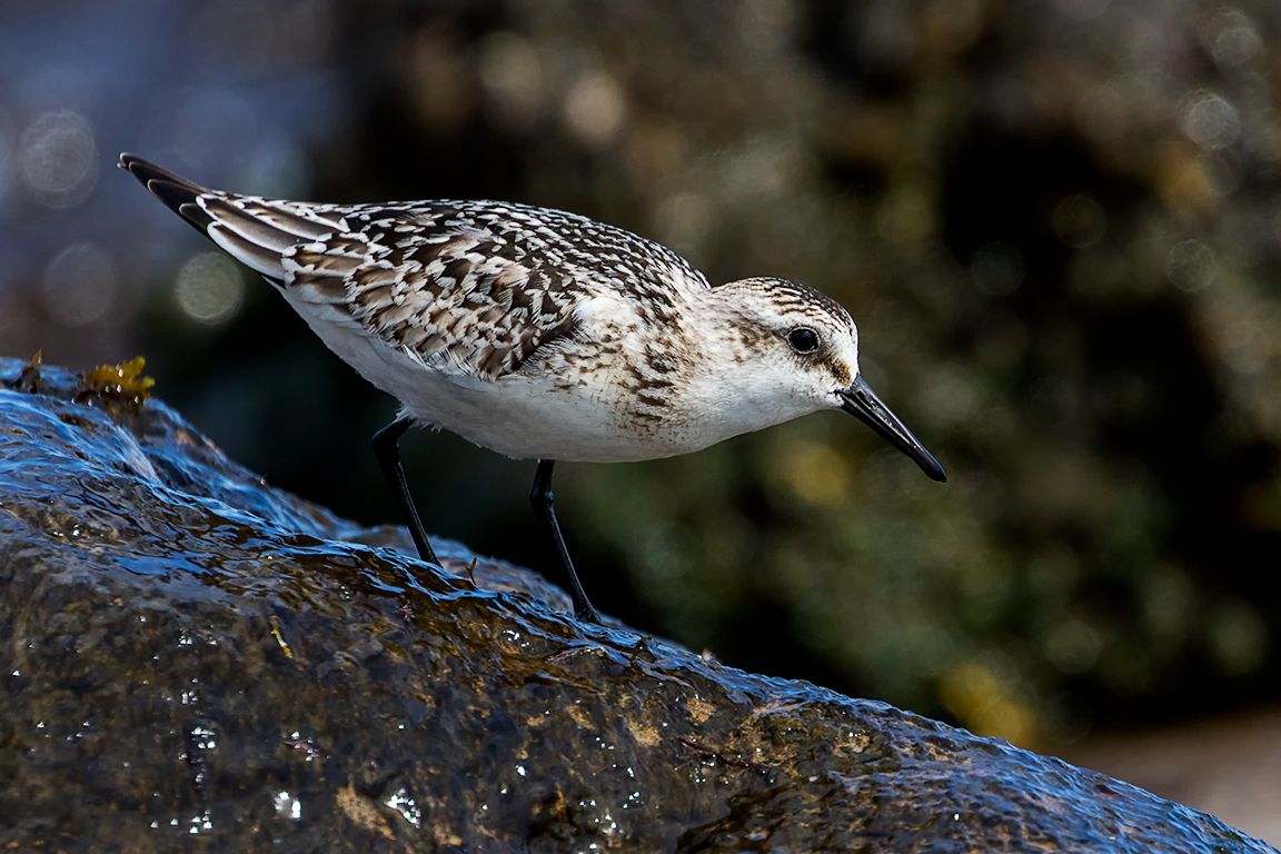 Correlimos tridáctilo