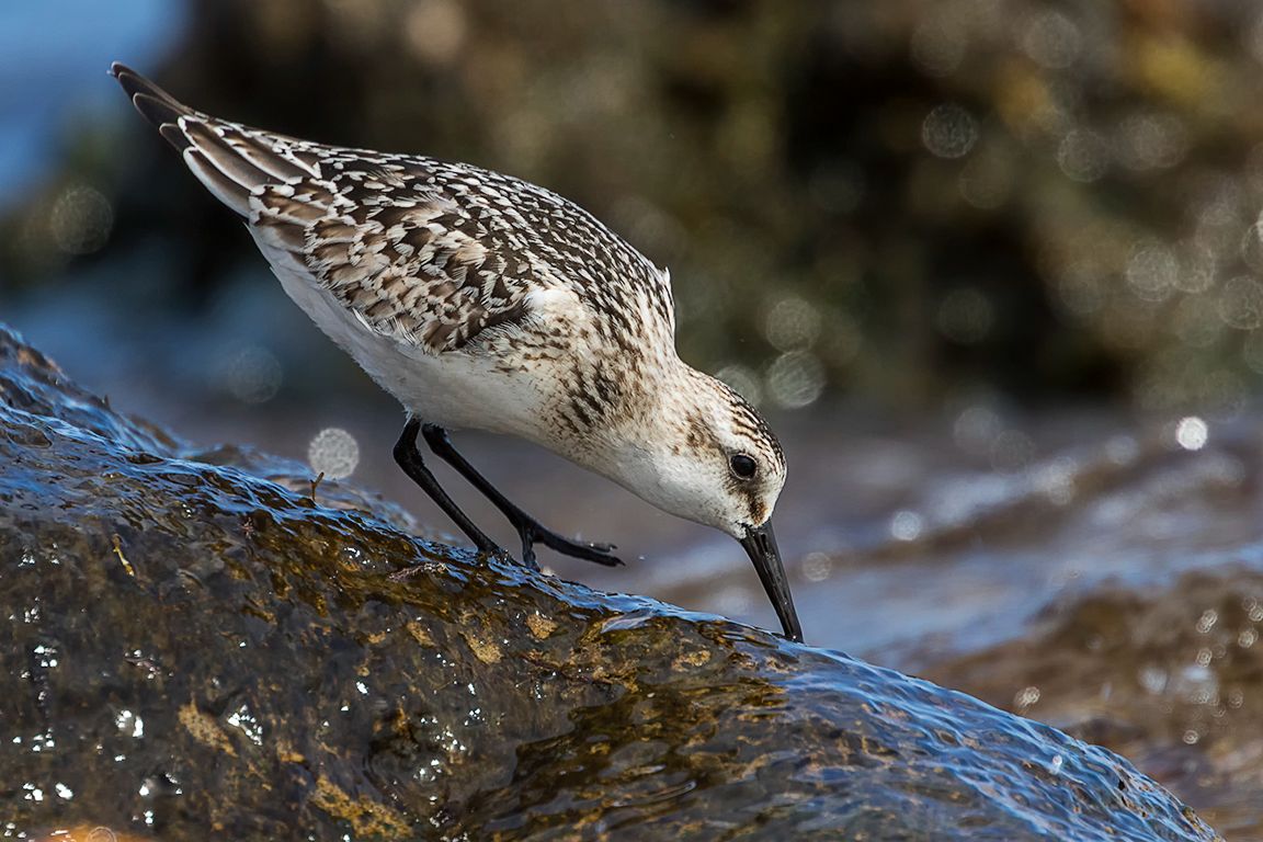 Correlimos tridáctilo