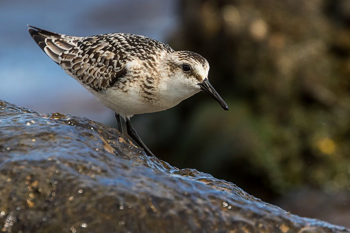 Correlimos tridáctilo
