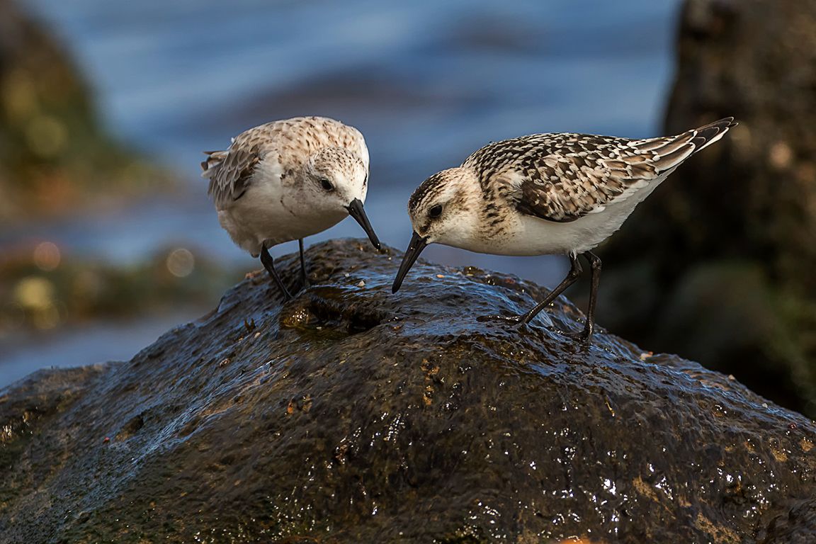 Correlimos tridáctilo