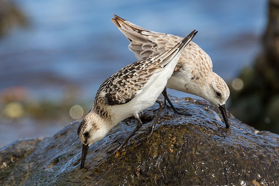 Correlimos tridáctilo