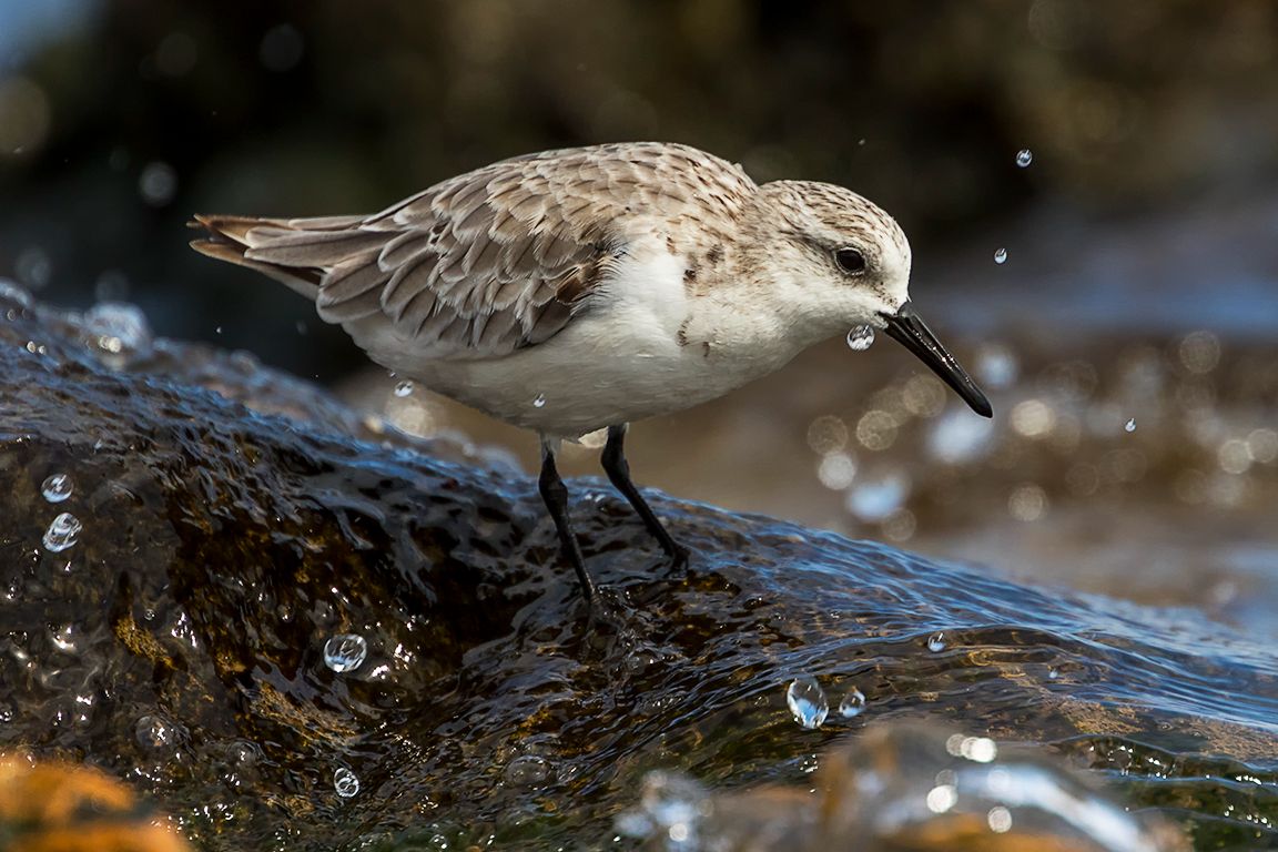 Correlimos tridáctilo
