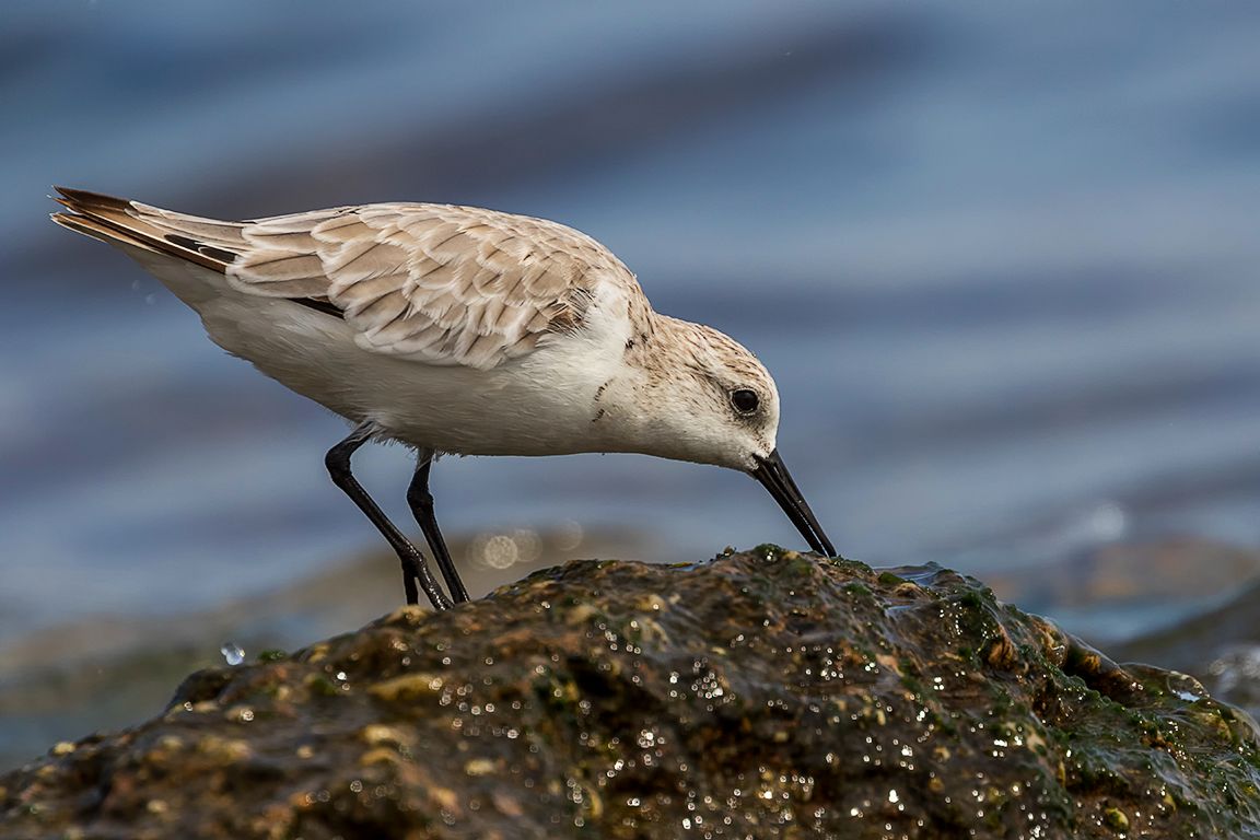 Correlimos tridáctilo