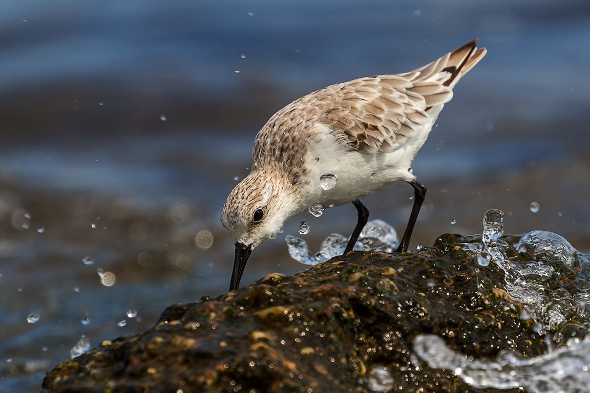 Correlimos tridáctilo