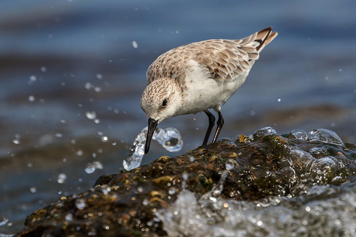 Correlimos tridáctilo
