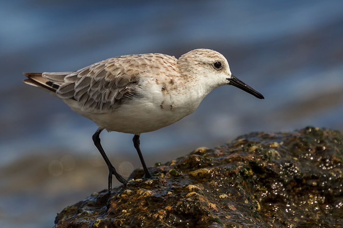 Correlimos tridáctilo